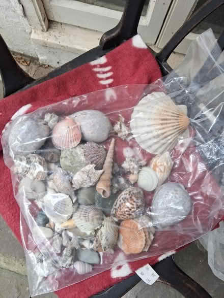 Photo of free Shells (Bath) #1