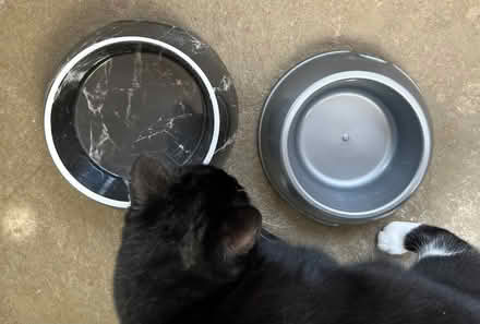 Photo of free Pair of dog bowls (Lingen SY7) #1