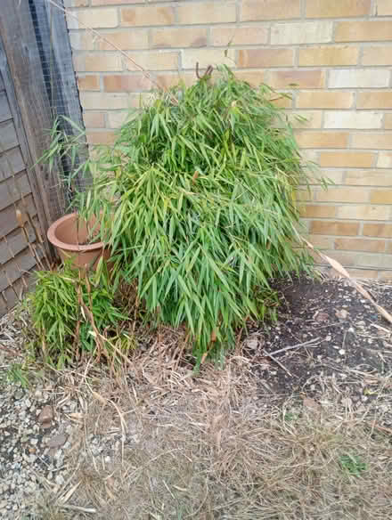 Photo of free Plants (Sutton Courtenay OX14) #3