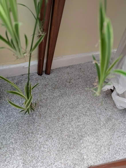 Photo of free Spider plant babies (Parr WA9) #2