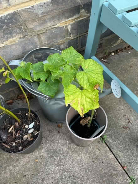 Photo of free 2x broccoli plants & cucumber plant (Penge SE20) #3