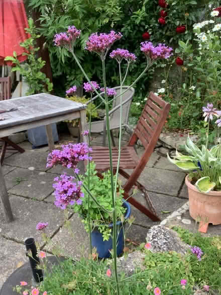 Photo of free Plants for the garden (Leasgill LA7) #1