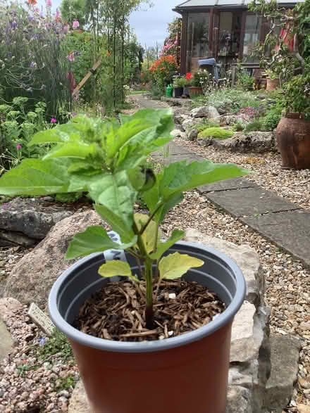 Photo of free Plants for the garden (Leasgill LA7) #2