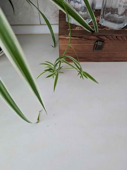Photo of free Spider plant babies (Parr WA9) #1