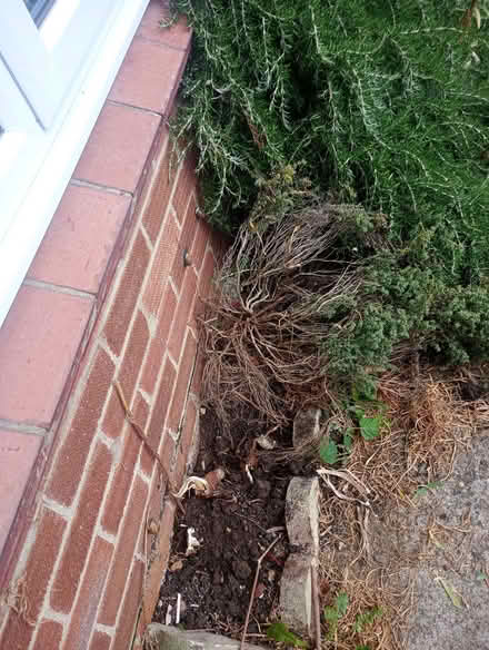 Photo of free Plants (Sutton Courtenay OX14) #1