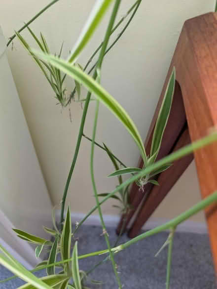 Photo of free Spider plant babies (Parr WA9) #4