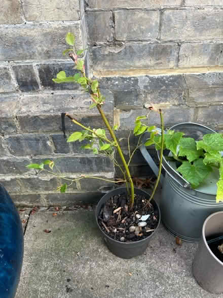 Photo of free Blueberry plant (Penge SE20) #2