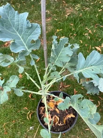 Photo of free 2x broccoli plants & cucumber plant (Penge SE20) #2