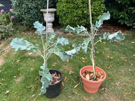 Photo of free 2x broccoli plants & cucumber plant (Penge SE20) #1