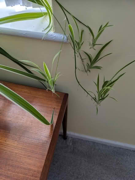 Photo of free Spider plant babies (Parr WA9) #3