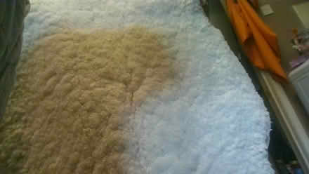 Photo of free Full wool fleece (BA2) #3