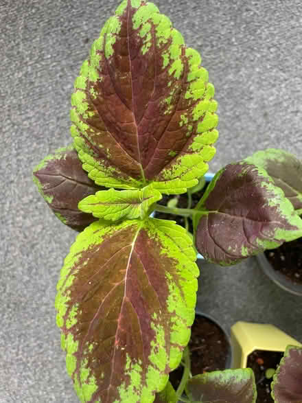 Photo of free Coleus, grown from seed (Birkenhead CH41) #3