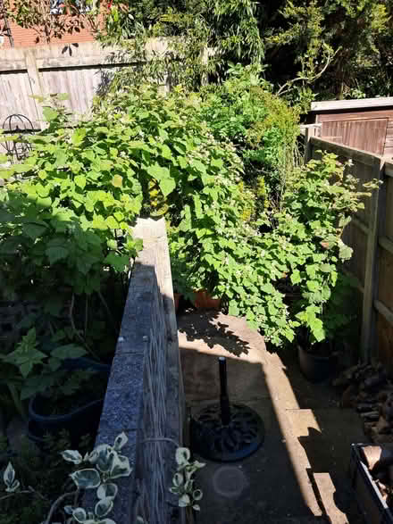 Photo of free Logan Berry cutting fully rooted (Kimberley NG16) #4