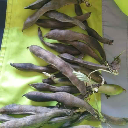 Photo of free broad beans (Northop Hall CH7) #1