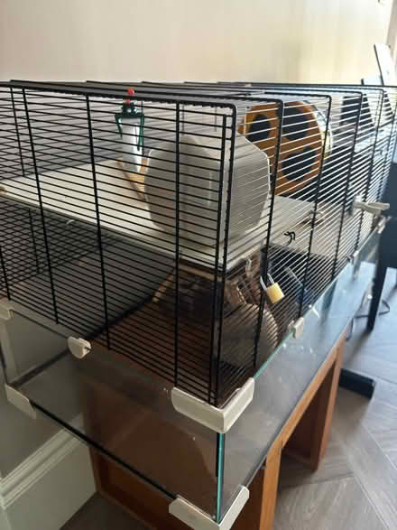 Photo of free Glass bottomed hamster cage (Ealing W5) #3