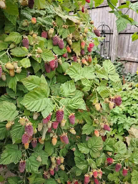 Photo of free Logan Berry cutting fully rooted (Kimberley NG16) #3