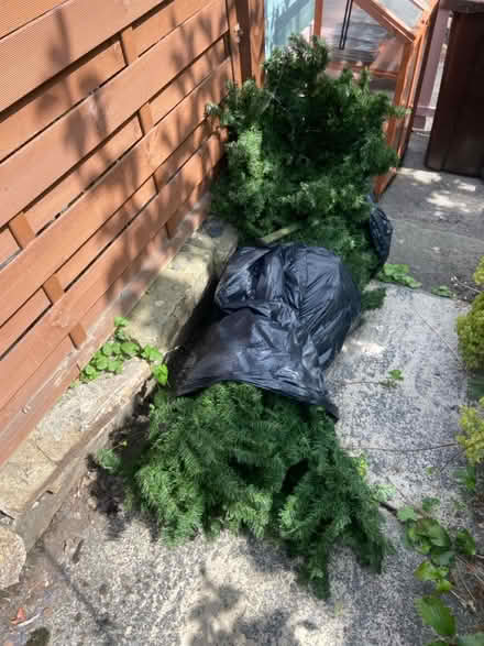 Photo of free Fake Xmas tree (Bingley BD16) #1
