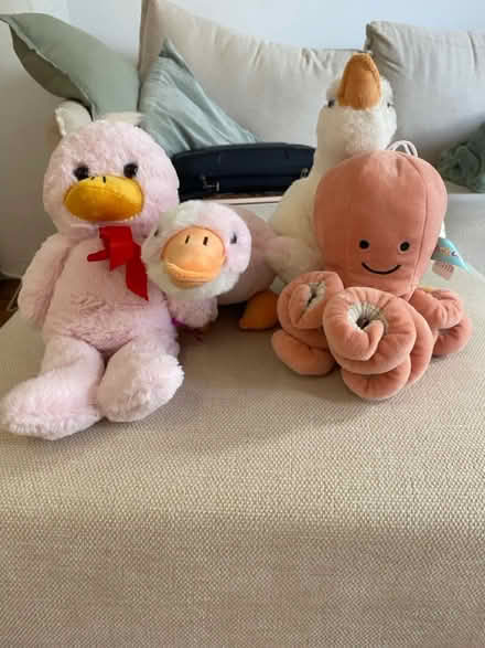 Photo of free Assorted soft toys (Carrington NG5) #1