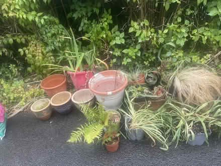 Photo of free Assorted garden plants and pots (Sweeny Mountain SY10) #1