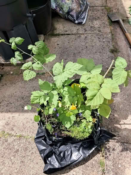 Photo of free Logan Berry cutting fully rooted (Kimberley NG16) #1