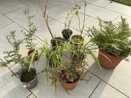 Photo of free Plants (Sefton L31) #2