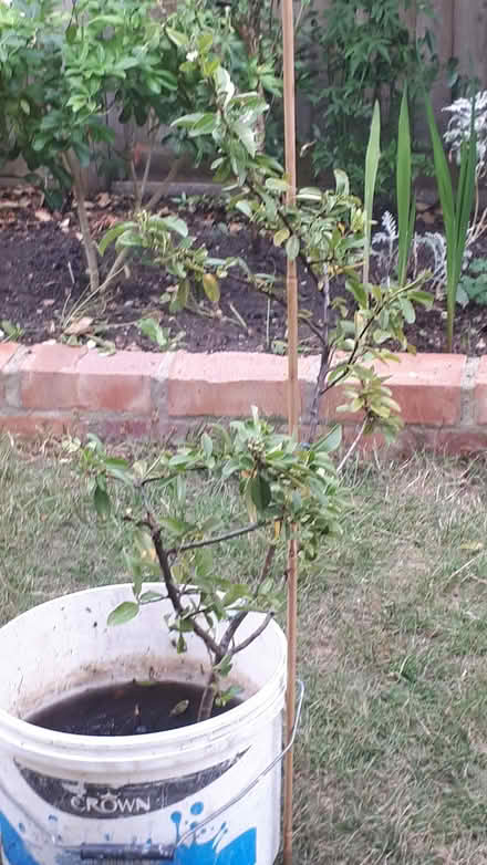 Photo of free Pyracantha red berries plant (New Malden KT3) #1