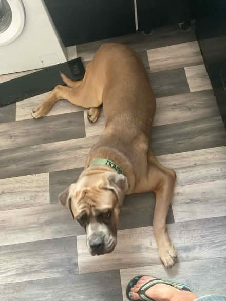 Photo of free B&M Dog Harness (Beaconside ST16) #4