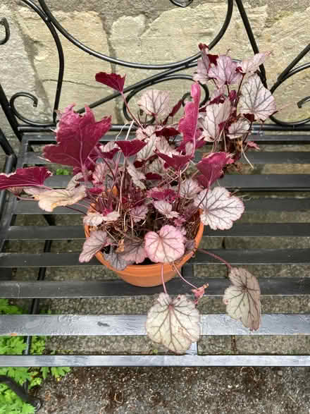 Photo of free Red and Green Heuchera Plants (Weston) #1