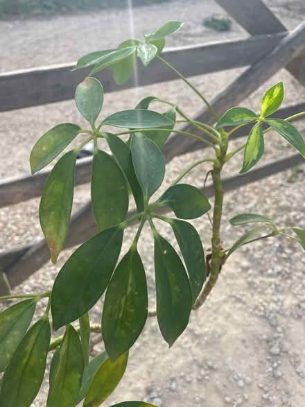 Photo of free Indoor Small tree plant (OX44 nuneham) #2