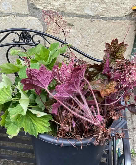 Photo of free Red and Green Heuchera Plants (Weston) #2