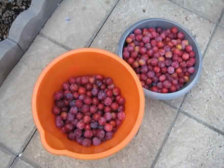 Photo of free Plums for cooking etc (Frinton/Walton CO13) #1