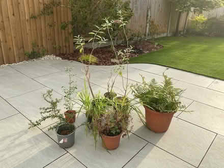 Photo of free Plants (Sefton L31) #1