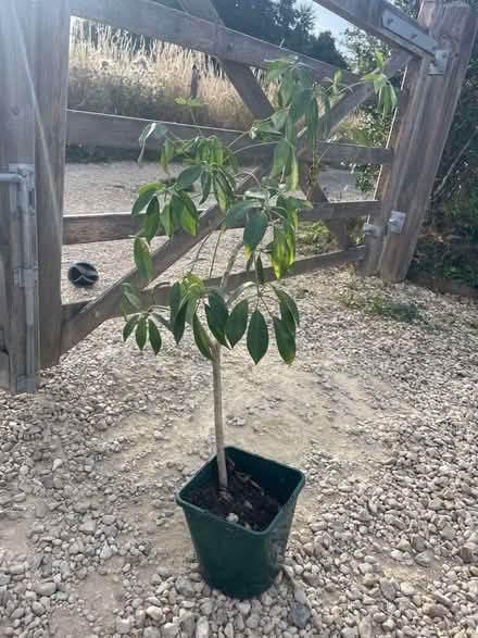 Photo of free Indoor Small tree plant (OX44 nuneham) #1