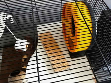 Photo of free Glass bottomed hamster cage (Ealing W5) #2