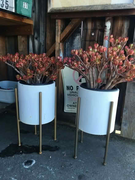 Photo of free 2 stylish planters (Central Larkspur) #1