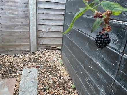 Photo of free Thornless Blackberry. (Woodley RG5) #3