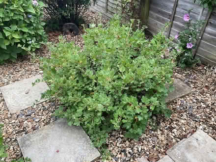 Photo of free Multi purpose gooseberry bushes (Woodley RG5) #1