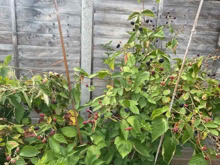 Photo of free Thornless Blackberry. (Woodley RG5) #2