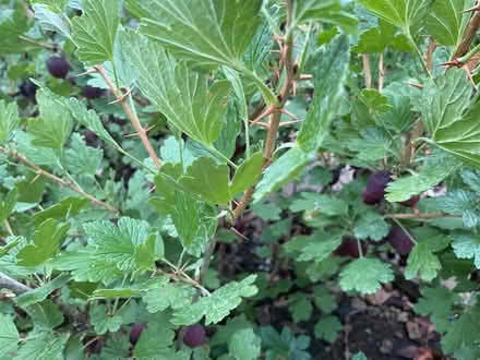 Photo of free Multi purpose gooseberry bushes (Woodley RG5) #2