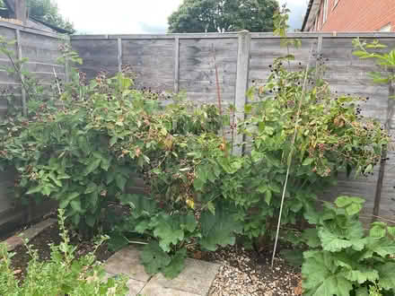 Photo of free Thornless Blackberry. (Woodley RG5) #1