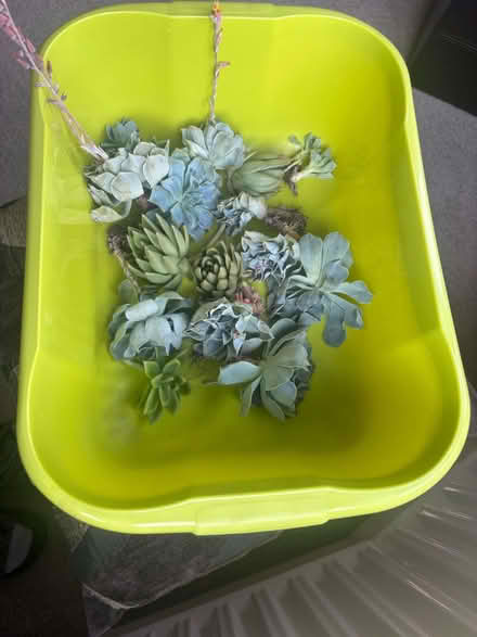 Photo of free Succulent Plants (Brandhall B68) #1