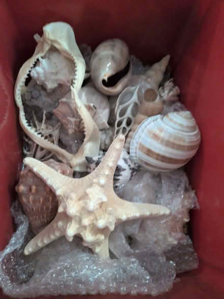 Photo of free Sea shells (Royal Standard SE7) #1
