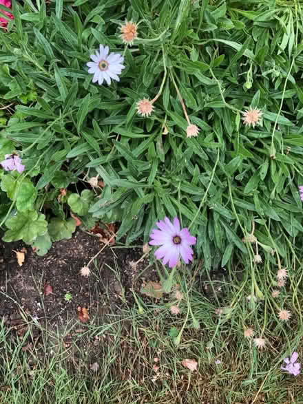 Photo of free Called African Daisies (Near The Park Cheltenham) #1