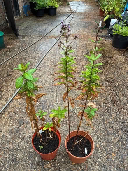 Photo of free Two stock plants (Burnham on Crouch CM0) #1