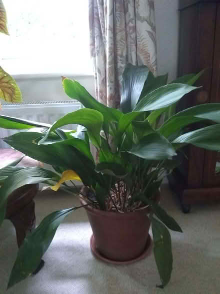 Photo of free Aspidistra (Sonning Common RG4) #1