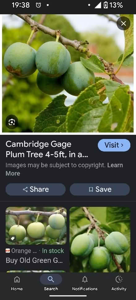 Photo of Greengage tree/sapling (Waterlooville PO7) #1