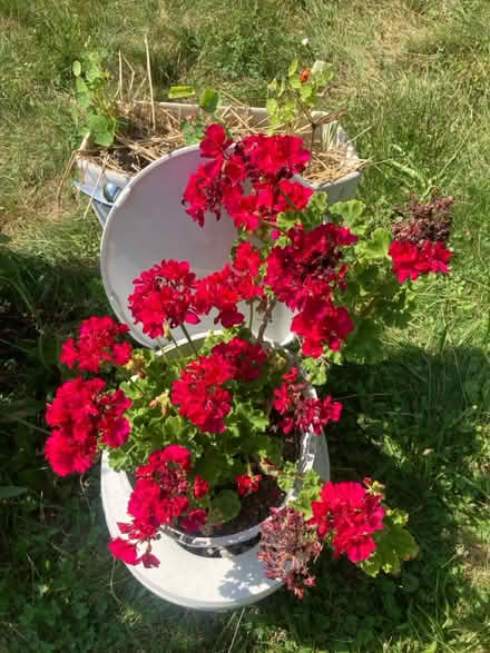 Photo of free Spider Plants & Geranium Cuttings (Ypsilanti Township) #1