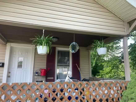 Photo of free Spider Plants & Geranium Cuttings (Ypsilanti Township) #2