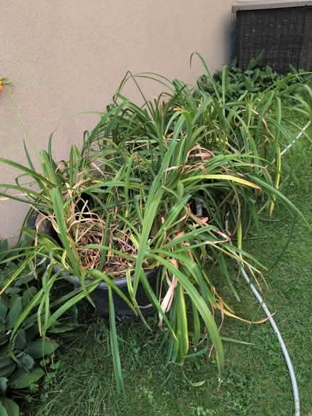 Photo of free Day Lilies looking for a new home (The Beaches) #1