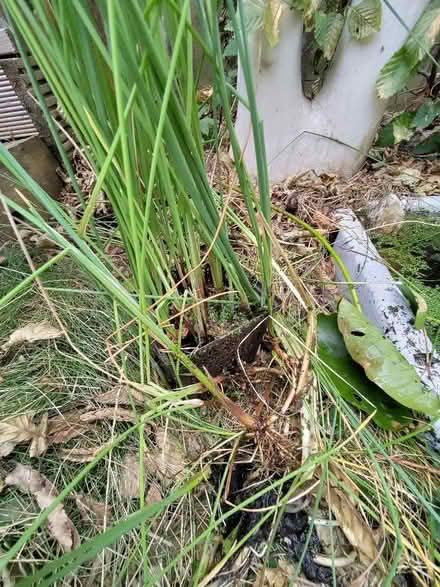 Photo of free Pond plant (Weston) #2